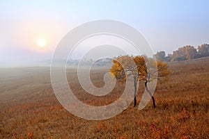 Trees and grassland in the morning