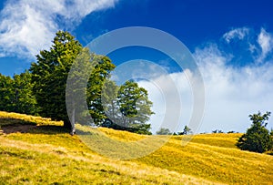 Trees on a grassy hillside in summer