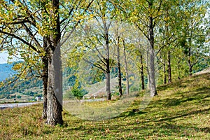 trees on the grassy meadow. countryside mountain scenery on a bright forenoon in early autumn photo