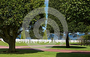 Trees and graves photo