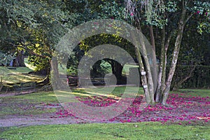 Trees of great variety of camellias in Galicia Spain photo