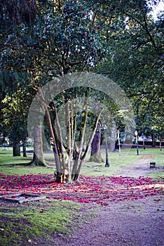 Trees of great variety of camellias in Galicia Spain photo