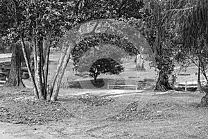 Trees of great variety of camellias in Galicia Spain photo