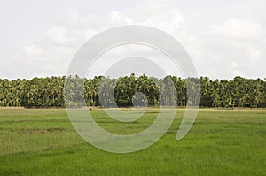 Trees and green fields