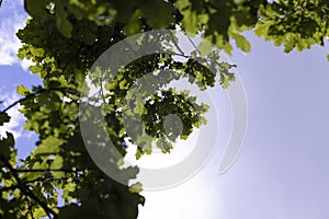 trees with green foliage in a mixed forest