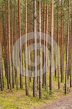 Trees in green forest with moss and autumn colors