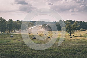 trees in green forest with moss and autumn colors - vintage retro look