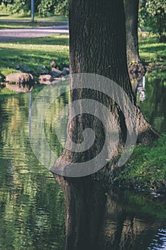 trees in green forest with moss and autumn colors - vintage retro look