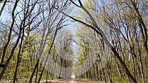 Trees in a green forest in spring