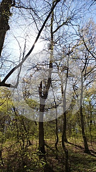 Trees in a green forest in spring