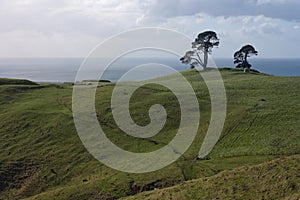 Trees on a green hill, with the sea in the background in Papamoa Hills near Te Puke and Tauranga in the North Island in New