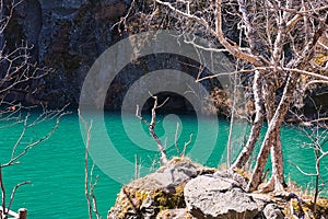 The trees on the green lakeside of Changbai mountains