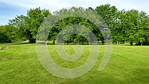 Trees by a green lawn in a park