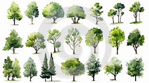 Trees with green leaves in an array of shapes and sizes together.