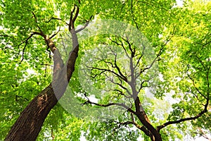 Trees with green leaves canopy