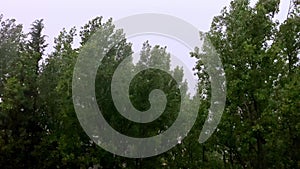 Trees with green leaves are swaying from a strong gust of wind, it is raining