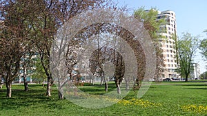 Trees on a green meadow in the spring in the city