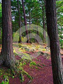 trees and Green Moss floor in forest