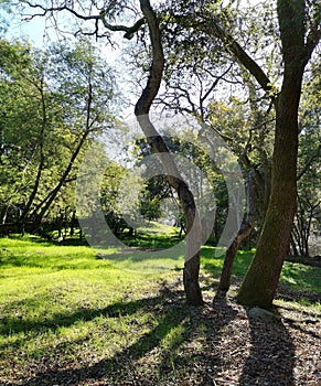 Trees in green park