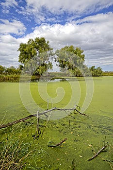 Trees and a green pond in weatern Montana