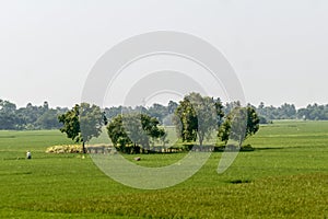 Trees on green spring meadow. Countryside Agricultural field background. Agriculture greenery filled with cereal crop. Beautiful