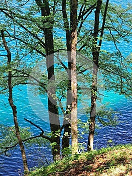 Trees groupped together in front of a bright cerulean lake\'s surface