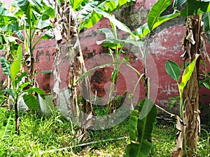 trees grow in abandoned yard.