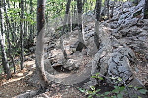 Trees grow in autumn on the mountain AI-Petri in the Crimea