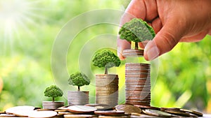Trees that grow on coins at increased levels and financial concepts
