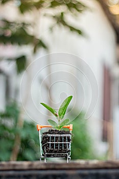 Trees grow on compost and mini shopping cart