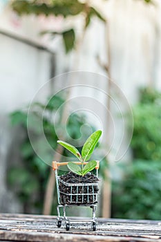 Trees grow on compost and mini shopping cart