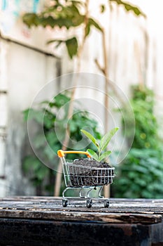 Trees grow on compost and mini shopping cart