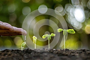 Trees that grow on fertile soils.