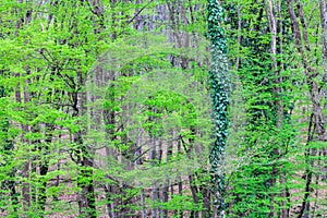 Trees with moss on trunks grow with green young leaves in a spring fresh young forest