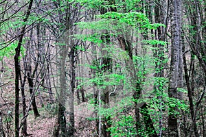 Trees with moss on trunks grow with green young leaves in a spring fresh young forest