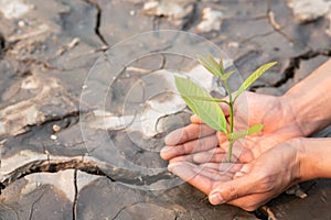 Trees grow in human hands on the background of dry and cracked soil, plant a tree, reduce global warming, The spring, World