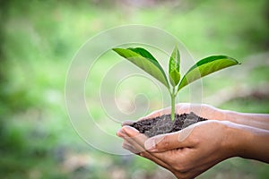 Trees grow in human hands. Natural green bokeh background, Ecological concept, World environment day