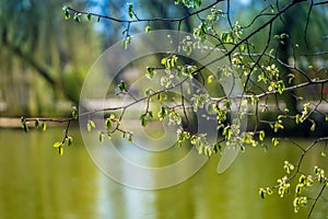 Trees grow in a park near the pond