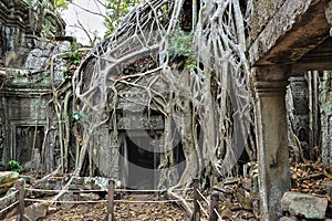 Trees grow on the ruins of the ancient Ta Prohm temple.
