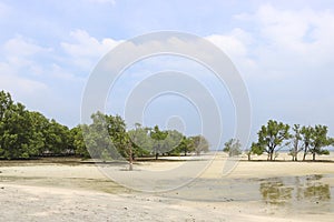 Trees grow from the sand, low tide on the sea in a shallow bay