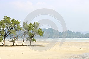 Trees grow from the sand, low tide on the sea in a shallow bay, summer landscape