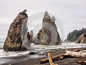 Trees grow on sea stacks at sandy beach