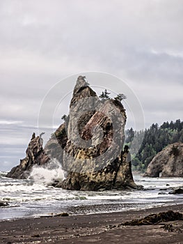 Trees grow on sea stacks at sandy beach