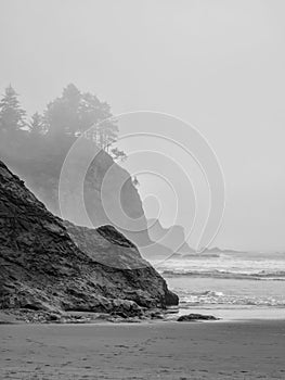 Trees grow on sea stacks at sandy beach