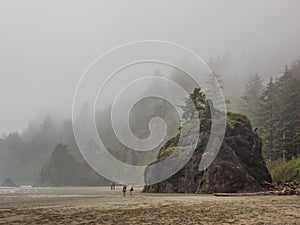 Trees grow on sea stacks at sandy beach