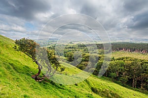 Trees grow on a slope of a mountain bent by wind. Beautiful landscape scene in the background. Benbulben, county Sligo, Ireland.