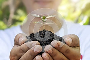 Trees grow in soil by human hands, reforestation concept