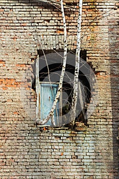 Trees grow from the window. Brick wall facade and exterior of an old building