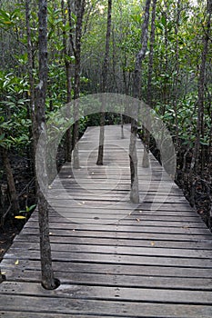 Trees grow through the wooden path in the mangrove forest