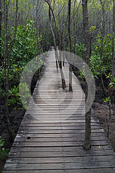 Trees grow through the wooden path in the mangrove forest